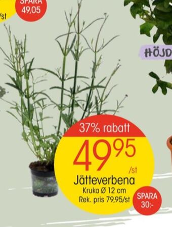 EKO Blomin plantor erbjuda