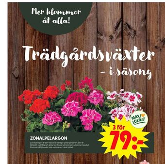 ICA Maxi Blomsterboda plantor erbjuda