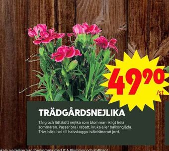 ICA Maxi Blomsterboda plantor erbjuda