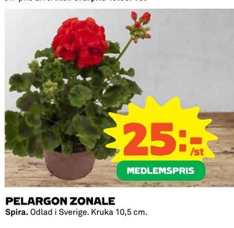 Pelargon zonale