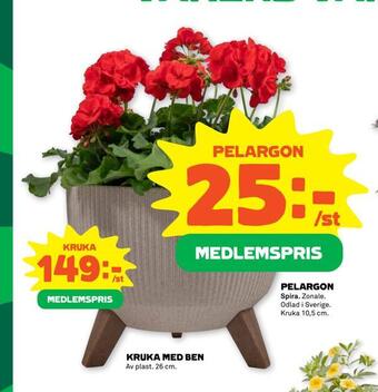 Pelargon