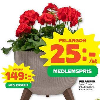Stora Coop Pelargon erbjuda