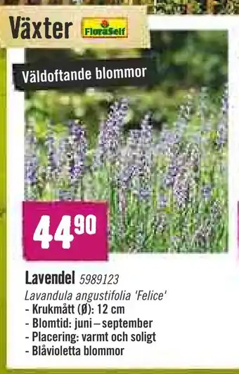 Lavendel