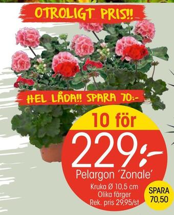EKO Pelargon 'zonale' erbjuda