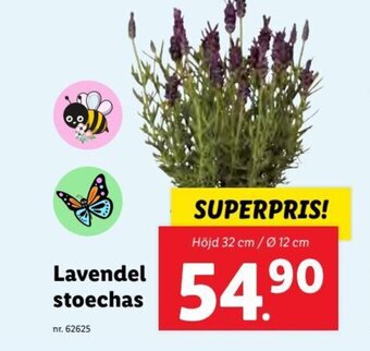 Lidl Lavendel stoechas erbjuda