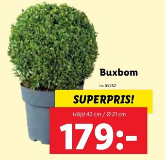Lidl Buxbom erbjuda
