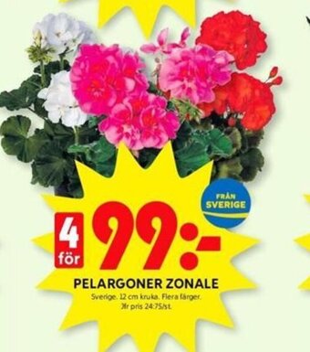 ICA Kvantum PELARGONER ZONALE erbjuda