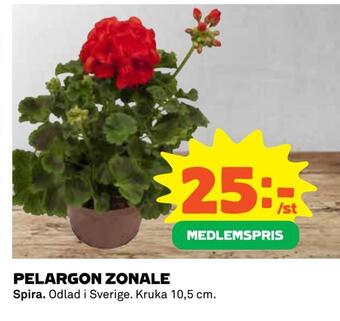 Coop Pelargon zonale erbjuda