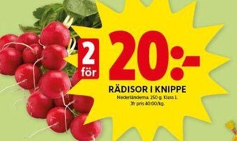 ICA Kvantum RÄDISOR I KNIPPE erbjuda