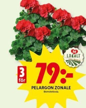 PELARGON ZONALE