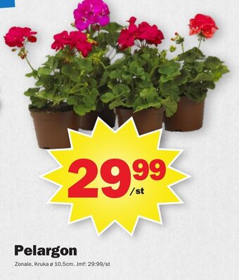 Pekås Pelargon erbjuda