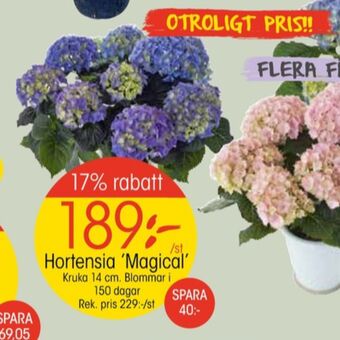 EKO Grundig plantor erbjuda