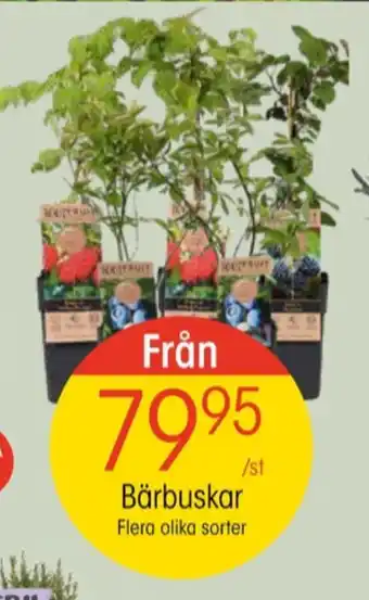 EKO Blomin bärbuskar erbjuda