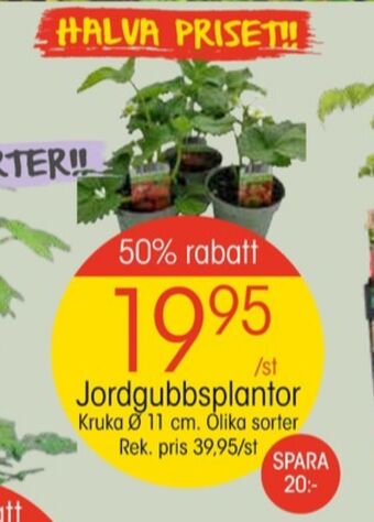 EKO Blomin plantor erbjuda