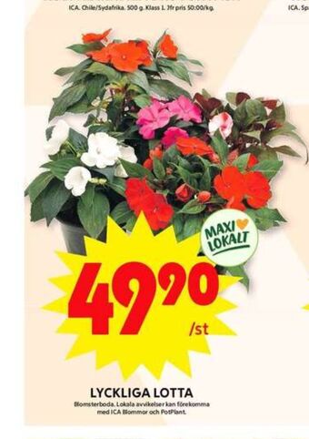 ICA Maxi Blomsterboda plantor erbjuda