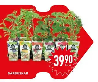 Willys Hemma Jättefranska bärbuskar erbjuda