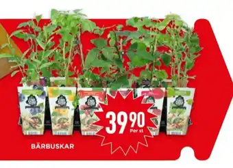 Willys Garant bärbuskar erbjuda