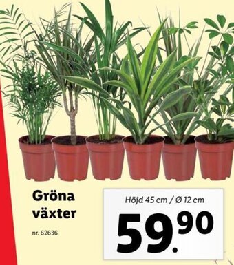 Lidl Gröna växter erbjuda