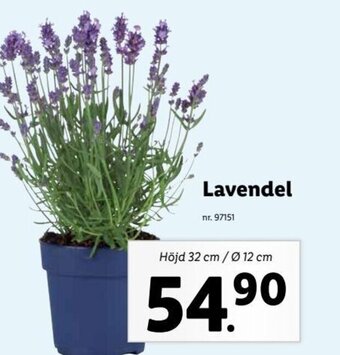 Lidl Lavendel erbjuda