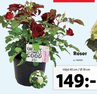 Lidl Rosor erbjuda