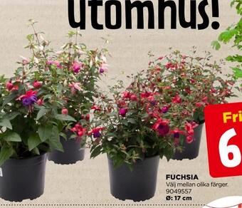 Jem&Fix Fuchsia erbjuda