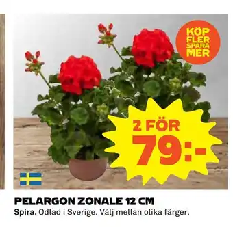Coop Pelargon zonale 12 cm erbjuda