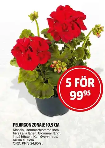 Pelargon zonale 10,5 cm