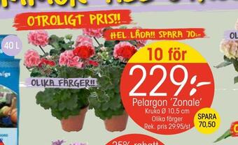 EKO Pelargon 'zonale' erbjuda