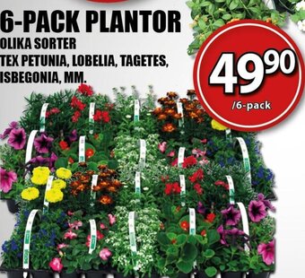 Extra Mjällby Stormarknad 6-PACK PLANTOR erbjuda