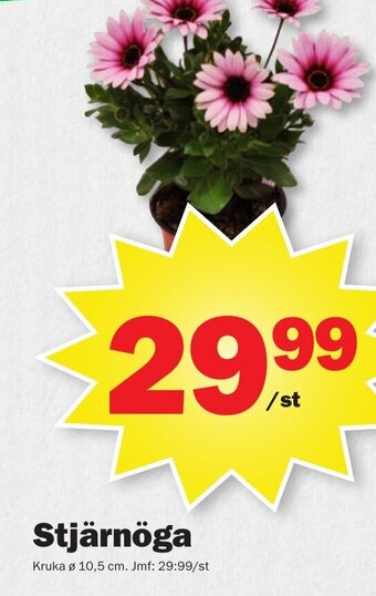 Pekås Stjärnöga erbjuda