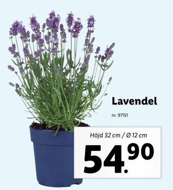 Lidl Lavendel erbjuda
