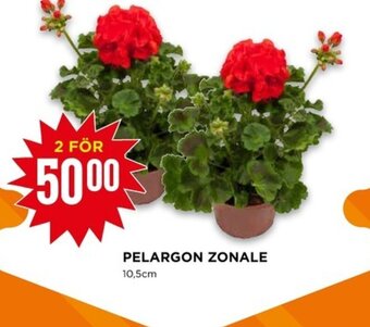PELARGON ZONALE