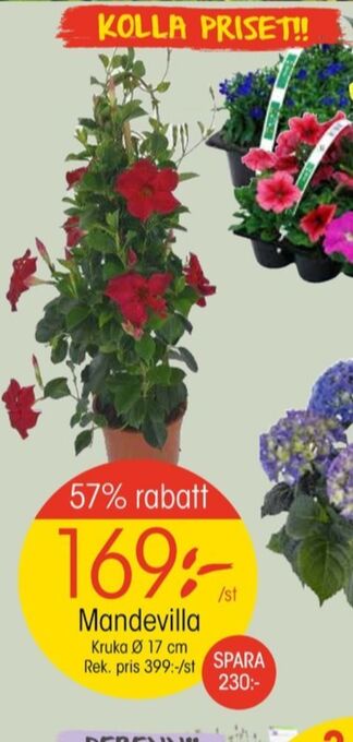 EKO Alpina plantor erbjuda