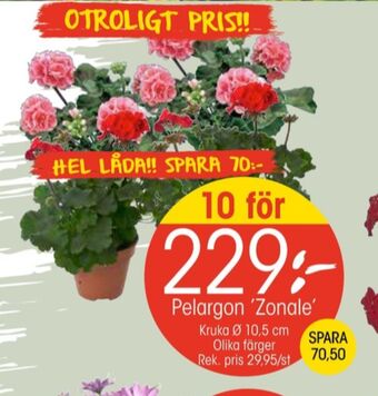 EKO Alpina plantor erbjuda