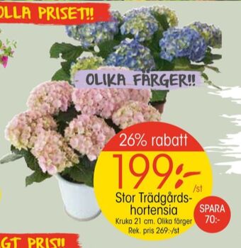 EKO Blomin plantor erbjuda