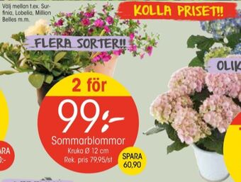 EKO Blomin plantor erbjuda