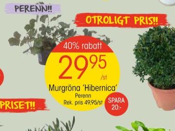 EKO Blomin plantor erbjuda