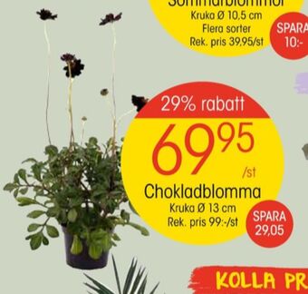 EKO Blomin plantor erbjuda