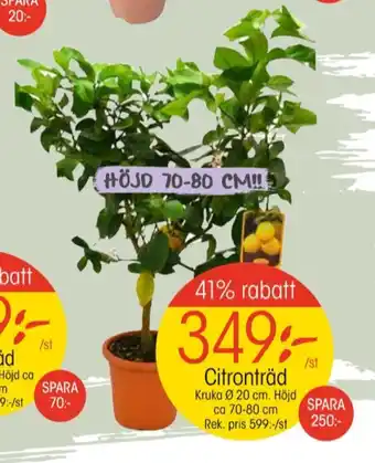EKO Blomin fruktträd erbjuda
