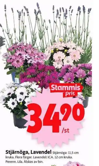 Stjärnöga, Lavendel