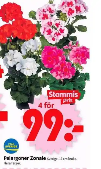 ICA Supermarket Pelargoner Zonale erbjuda