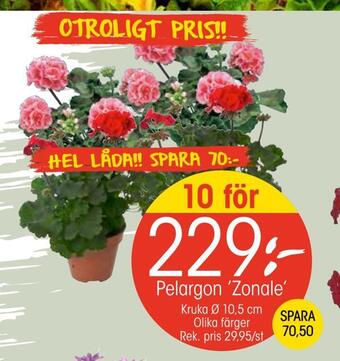 EKO Pelargon 'zonale' erbjuda