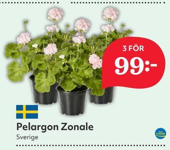 Hemköp Pelargon zonale erbjuda