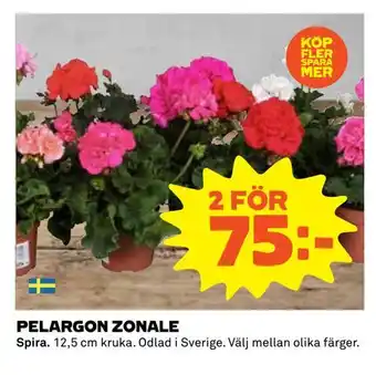 Coop Extra Pelargon zonale erbjuda