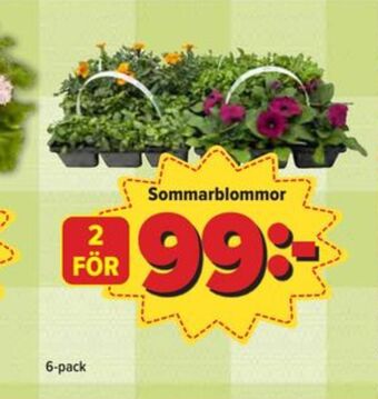Östenssons Eldorado plantor erbjuda