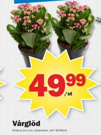 Coop krukväxt