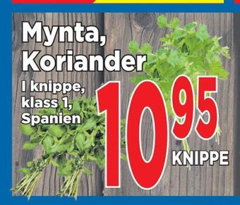 Supergrossen Mynta, koriander erbjuda