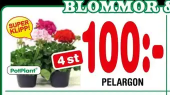 Pelargon