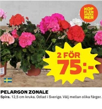 Coop PELARGON ZONALE erbjuda