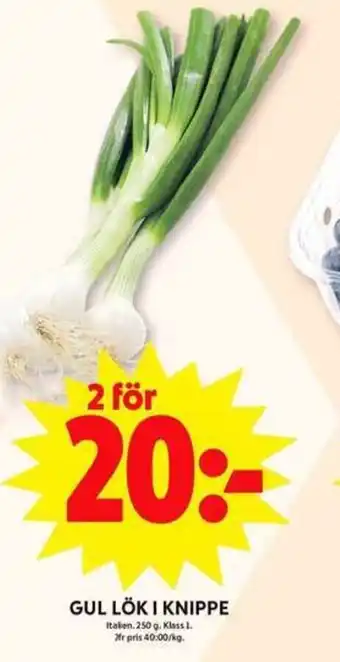 GUL LÖK I KNIPPE